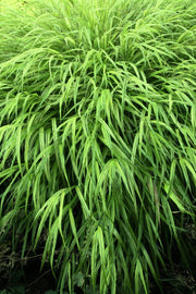Goldbandgras - Hakonechloa mac. Aureola - Gräserwelten